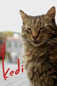 Город кошек / Кот